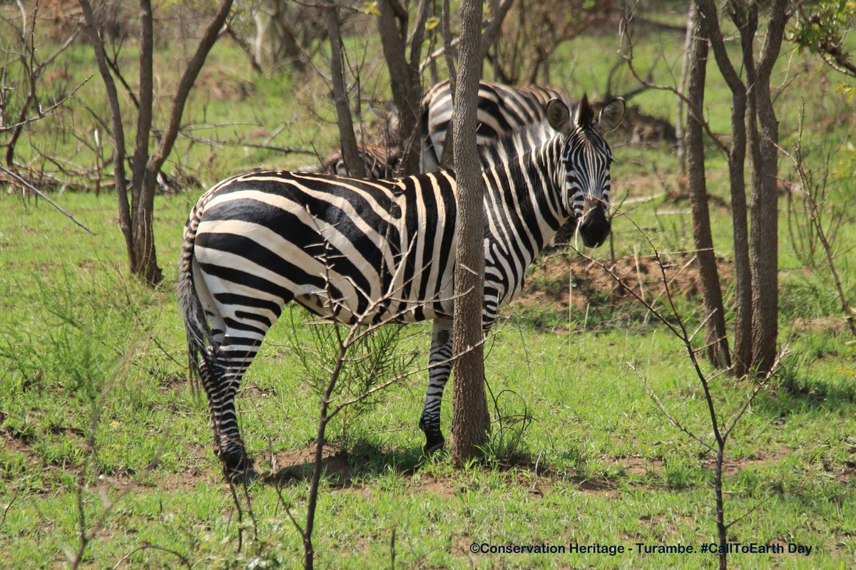 chturambe's tweet photo. More beautiful animals of Akagera National Park that students saw include Giraffe, Zebra and Lions! Happy celebrations of Call To Earth Day!! @houstonzoo 
 #CallToEarth https://t.co/nluILbqsLE