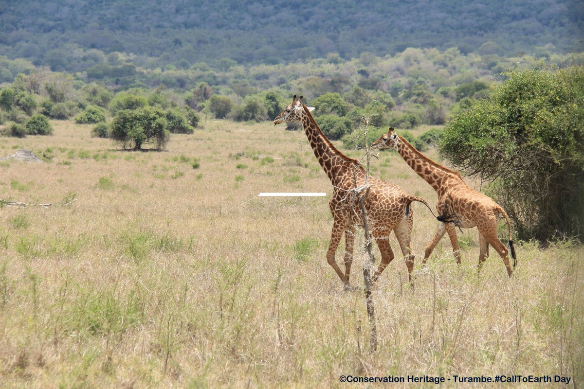 chturambe's tweet photo. More beautiful animals of Akagera National Park that students saw include Giraffe, Zebra and Lions! Happy celebrations of Call To Earth Day!! @houstonzoo 
 #CallToEarth https://t.co/nluILbqsLE
