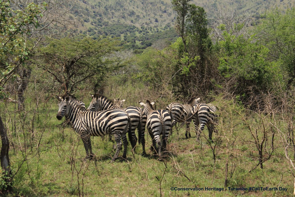 chturambe's tweet photo. More beautiful animals of Akagera National Park that students saw include Giraffe, Zebra and Lions! Happy celebrations of Call To Earth Day!! @houstonzoo 
 #CallToEarth https://t.co/nluILbqsLE