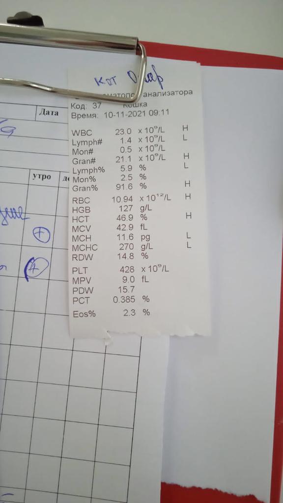 1D_HA_MAPCE_69_'s tweet photo. друзья, привет.
я к вам с просьбой о помощи, мне очень стыдно.
дело в том, что в том мой младший кот Оскар в тяжёлом состоянии.
я очень надеюсь, что вы сможете.
даже рубль, сможет его спасти.
буду рада даже распространению.
5469 3300 1384 6336 Анна Сергеевна А. https://t.co/scfFHGoeMs