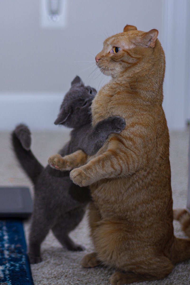 nawidorokzai's tweet image. These two are the funniest cats ever 😂😂 #kittensoftwitter