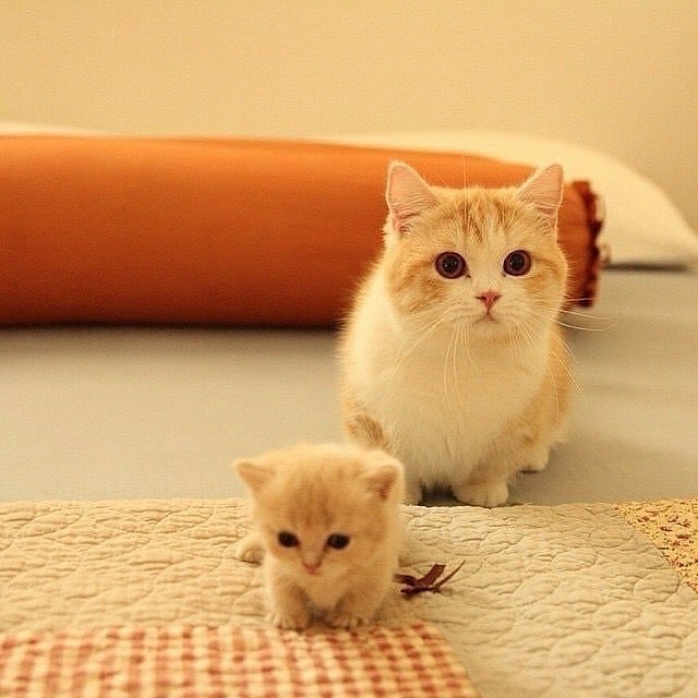 Obsessed with cats tweet media