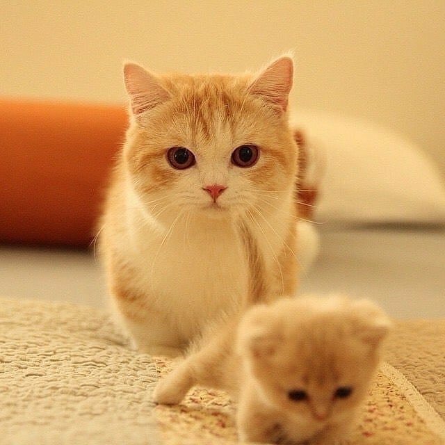 Obsessed with cats (@catssobsessed) on Twitter photo 