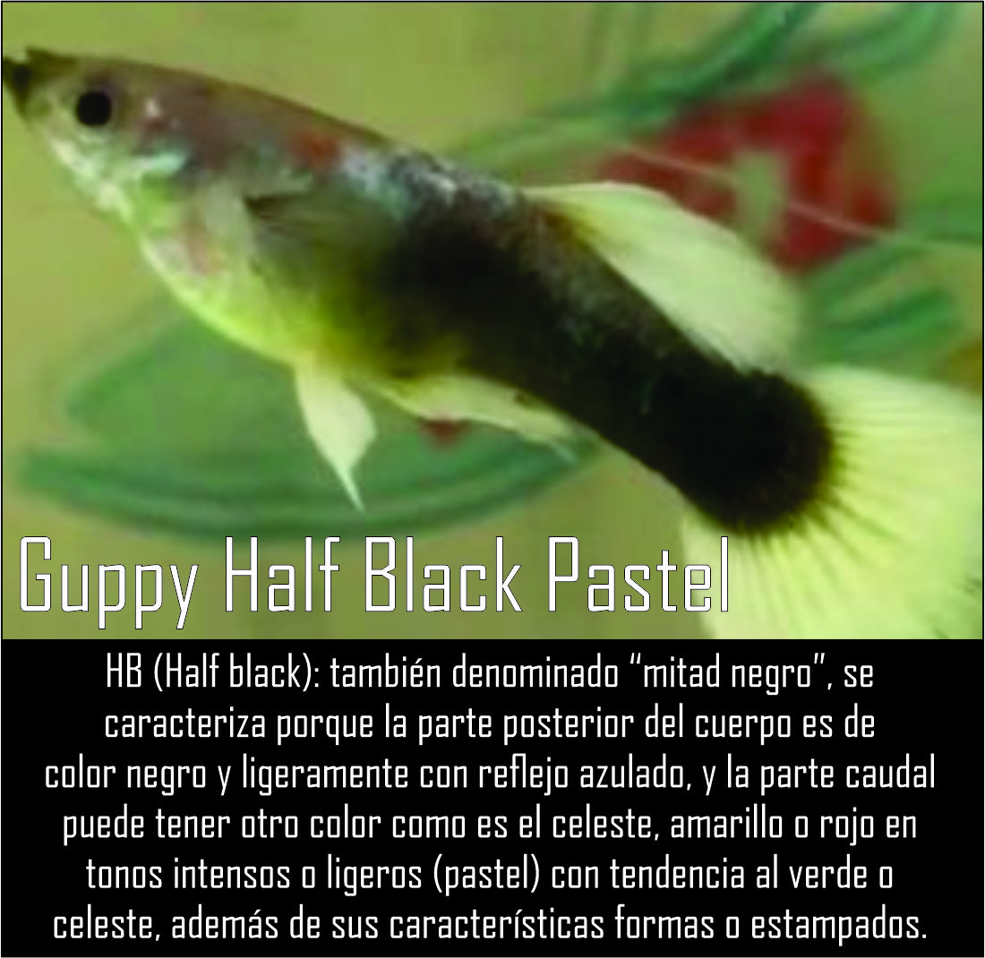 IspezColombia's tweet photo. #Guppys #Guppy https://t.co/zrmm2uOfmW