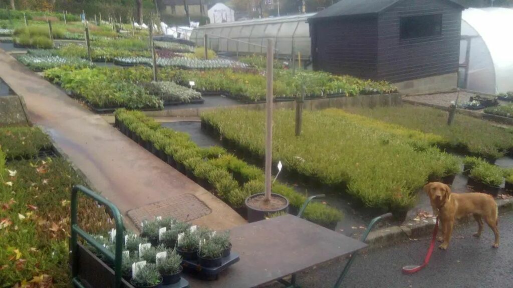 SkylarkGardenDesign tweet media