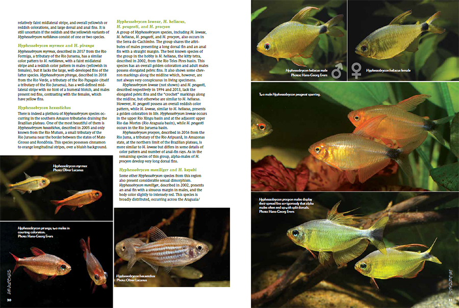 AmazonasMag's tweet photo. #AMAZONASmagazine #CHARACINS #SpecialEdition #PREVIEW - 12 hours left to preorder at $9.99, order now!
https://t.co/dB19v8oG3n
#characin #tetra #tetras #tetrafish #tetrafishes #aquarium #aquariums #aquariumhobby #fishtank #fishtanks #fish #tropicalfish #allmymoneygoestofish https://t.co/g0fZ33N6Wj