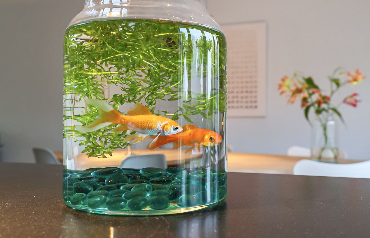 RichardKwant's tweet image. Bekijk ik op #Funda een huis en zie deze foto. Wat voegt dit toe??? Of krijg je deze vissen erbij? Als dat zo is zou ik ze in ieder geval een groter “huis” gunnen. #lifeinabowl