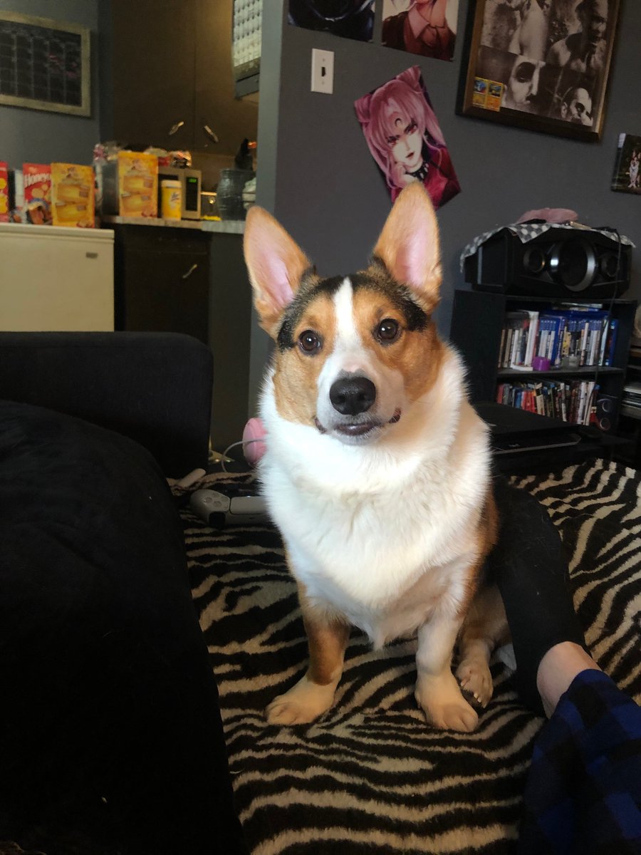 AcruxMusic's tweet photo. This is my son before and after receiving pets https://t.co/teQUgy54gM