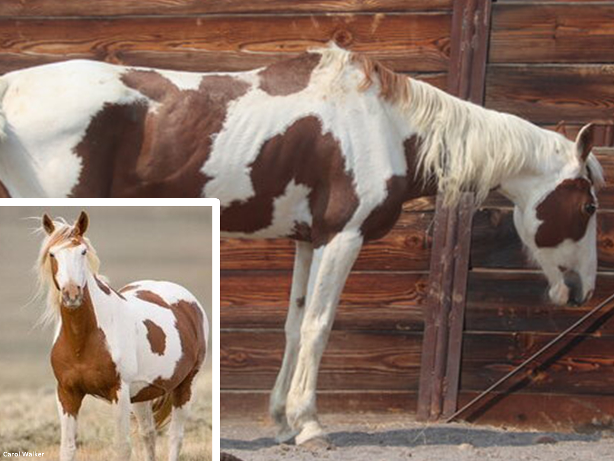 ClarkpjPamela's tweet photo. BLM claims that without their intervention #WildHorses would die from starvation or dehydration @POTUS @SecDebHaaland @StoneManning This photo proofs the opposite! This protected wild mare once healthy and strong but after roundup in terrible condition #LetsDiscussTheCows https://t.co/FEEFMuCl7S