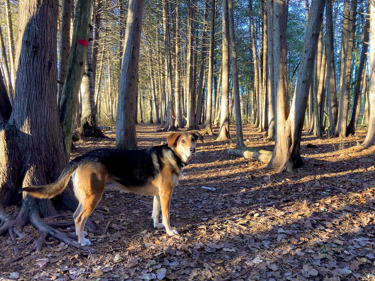 geekchef's tweet photo. Casey the #beast in her #natural #environment
#fall #falllight #hound #hounddog #outaouais #dog #rescuedog #rescuedismyfavoritebreed #aylmer #aylmerquebec #gatineau #ottawa #shareyourweather #stormhour #nature #naturelovers #igersottawa https://t.co/QxDkZgMV31