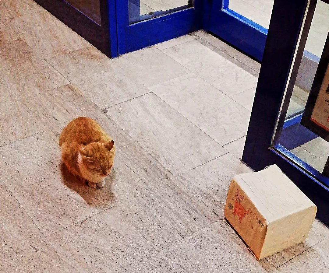 Pozitif 🐱