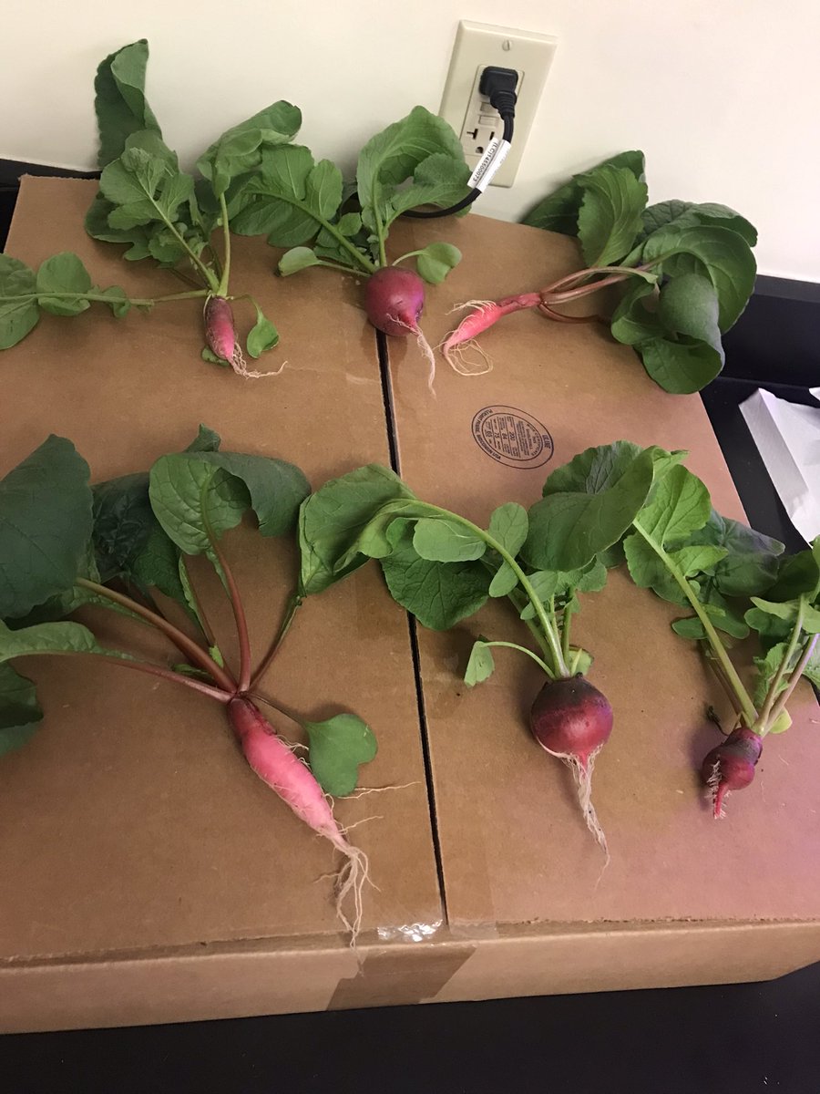 ehsgatorgrow's tweet photo. Can you find the matching pairs.  Roxanne was the clear winner for edible mass. @ehsgatorgrow @GrowBeyondEarth https://t.co/0dO22rhKEr