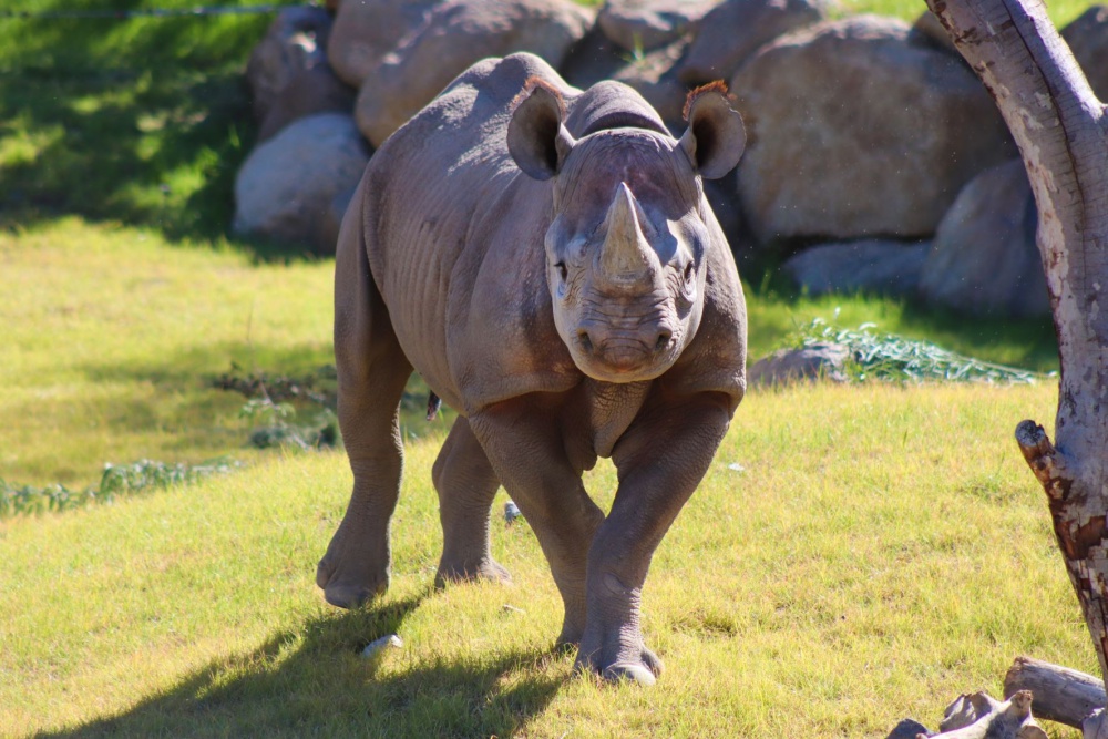 livingdesert's tweet photo. Rhino you're getting excited because we are RHINORMOUSLY excited!! Rhino Savanna is set to open THIS Friday, November 12!!! We can't wait for you to crash the party to meet Jaali and Nia. 

#RhinoSavanna #WonderfullyWild #TheLivingDesert https://t.co/cRnKXyCPJO