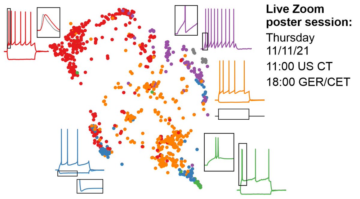 YangfanPeng's tweet photo. Excited to finally share our multipatch data with 964 patched human pyramidal neurons! 🥳 We identified functional subtypes in L2-3 that are preserved across patients! Have a look at our bioRxiv preprint https://t.co/e9jFR8XNeB and join our live poster session on Thursday 👇. https://t.co/LMBLF5B8Mt