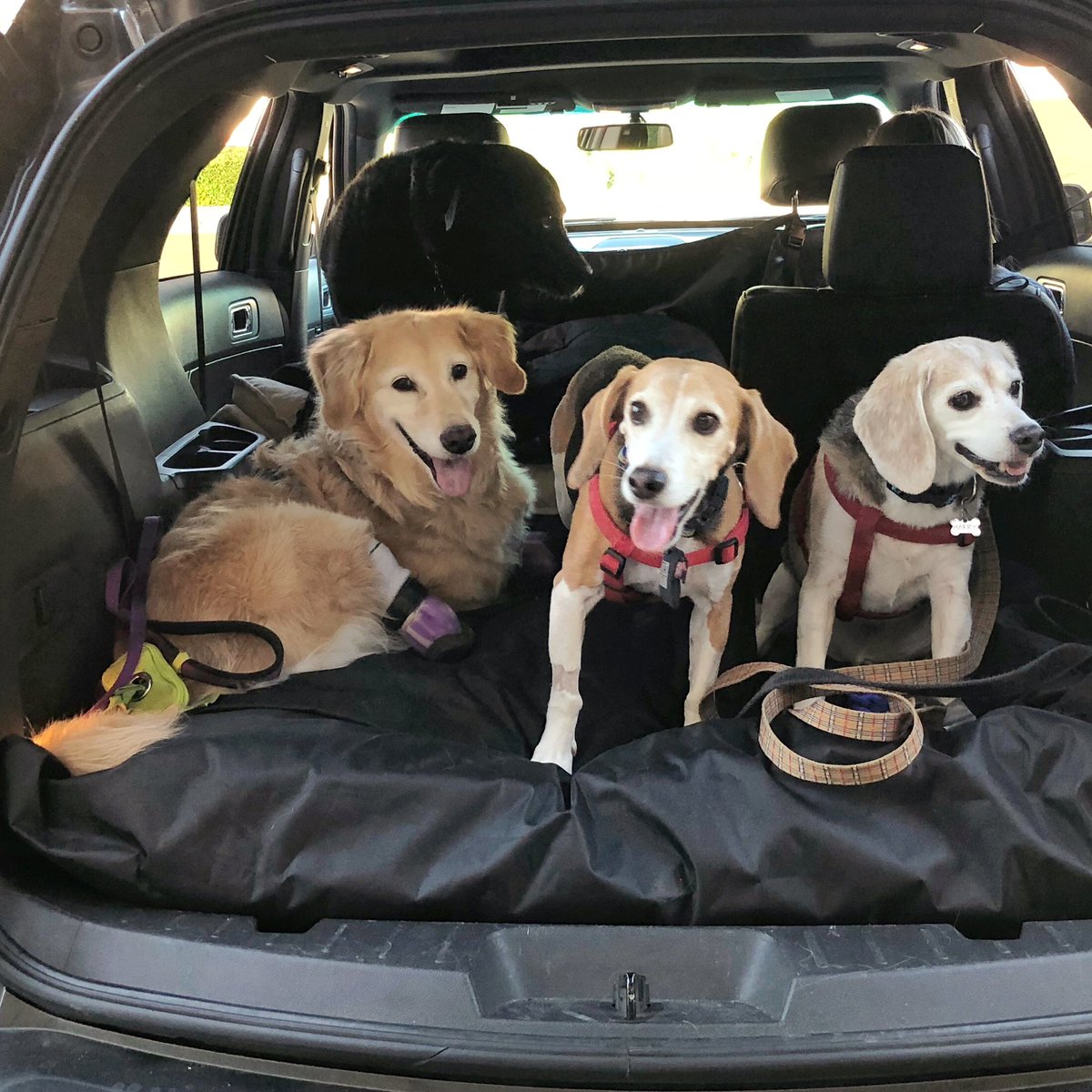 ChiChiRescueDog's tweet photo. Did you know that our Kipper is named after Kipper the Dog in British author and illustrator Mick Inkpen’s books? Megan loved the Kipper books when she was little, so Kipper was the first name she suggested when we adopted our Kipper. 
#childrensbookweek #MickInkpen #kipperthedog https://t.co/VKysvwzZeb