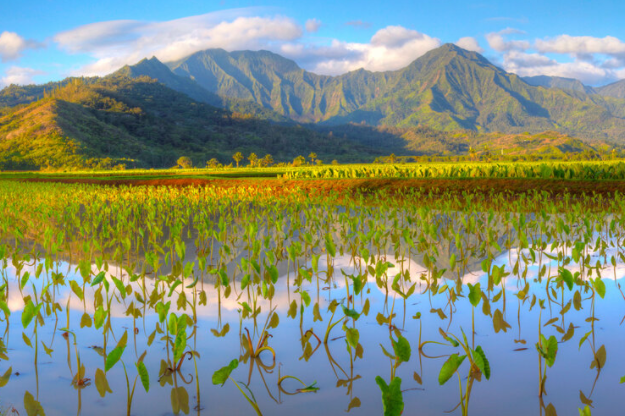 Last call to take advantage of <a href="/NaHHA808/">NaHHA</a>'s ongoing virtual "Understanding Our Places" training series before the holiday season begins! 🤓
Register today: nahha.com/training