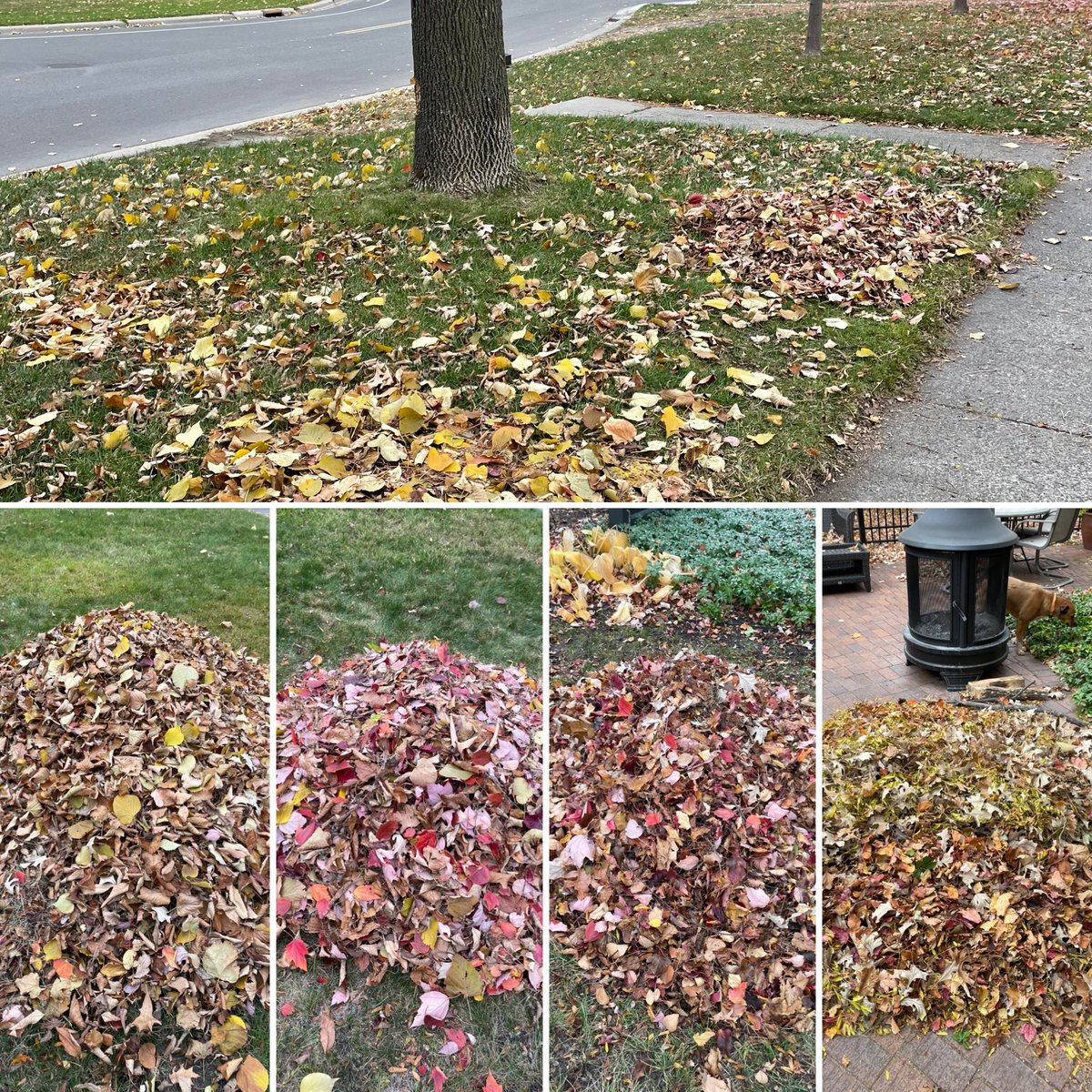 KaohlyVangHer's tweet photo. It’s getting really cloudy! I’m not going to beat Mother Nature!!! Four piles but still have the part of the lawn that the @cityofsaintpaul technically owns 😂. Maybe @MayorCarter will give me a pass this year 🤷🏻‍♀️. https://t.co/4gcE3wh0B6