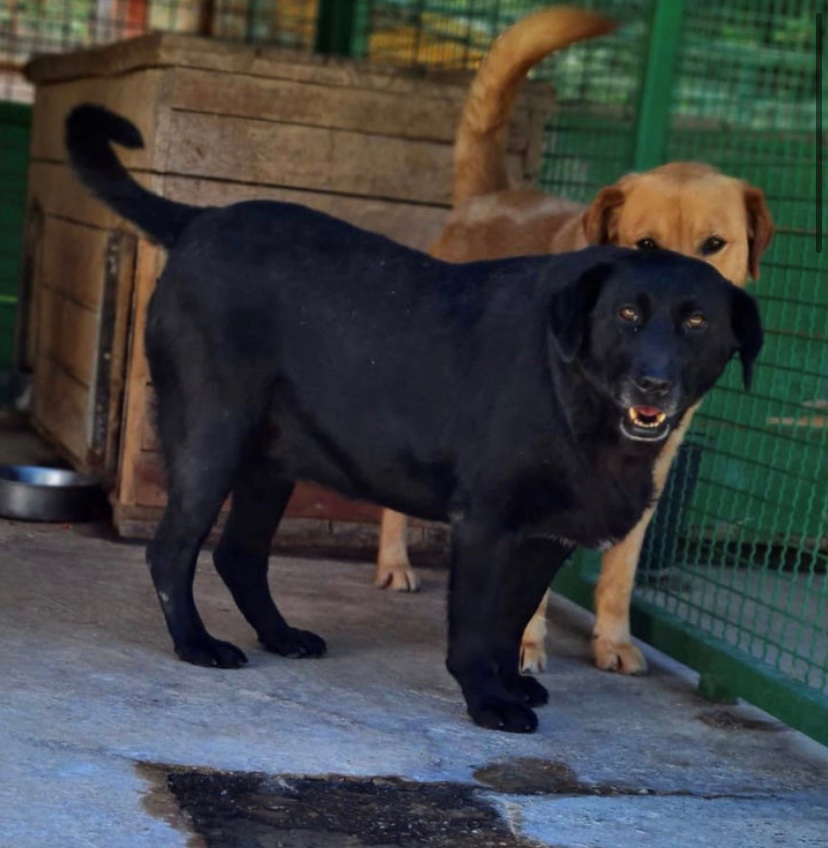 lesika_e's tweet photo. Immer wieder verlassen Hunde das Asyl, um in ein liebevolles und geborgenes Zuhause zu ziehen. Das konnte Mavia bisher immer nur von ihrem Zwinger aus beobachten. So traurig und unverständlich es auch ist, blieb sie immer übersehen zurück.
https://t.co/kw4MGzdIXP

#dogsoftwitter https://t.co/N7SjbiZAnz
