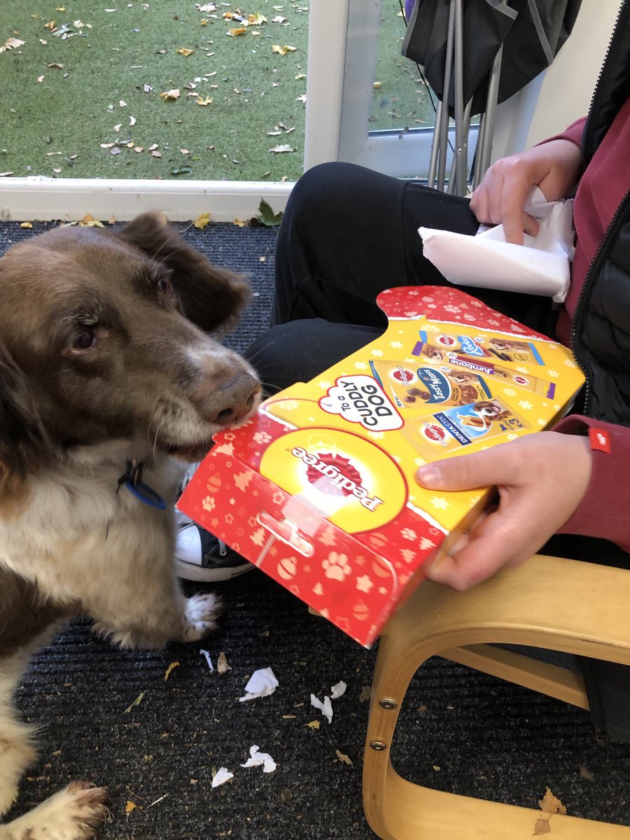 Play_Glos's tweet photo. It’s lovely to be appreciated. Our Pets As Therapy dog Rafa has been supporting a child in care. Rafa’s Xmas came early when the child brought him a massive doggie selection box #GoodBoy #ThanksRafa https://t.co/GvJ9h4FPQA