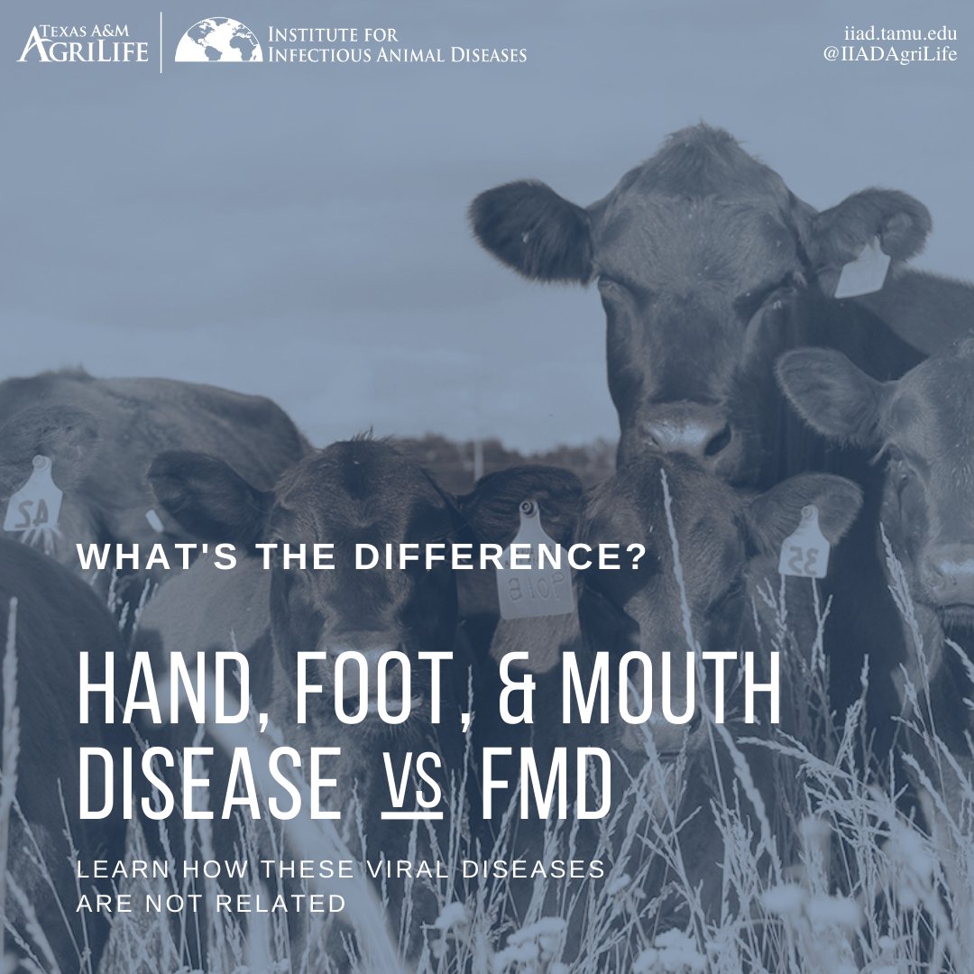 IIADAgriLife's tweet photo. Do you know the difference between Hand foot and mouth disease and FMD?

Learn more about HFMD:  https://t.co/caOxCLhm4g
Learn more about FMD:  https://t.co/hBmD9pbYCT

#tamu #iiad #viraldiseases #livestockhealth #animalhealth #publichealth #animalscience #FMD #HFMD https://t.co/uXFftH5VUC