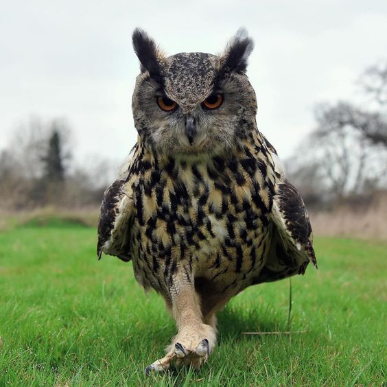 SketchesbyBoze's tweet photo. owls walking always look like they're headed straight to the headmaster to report you for insubordination https://t.co/gndxeiSeQp