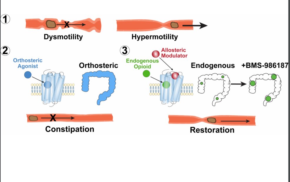 ajpgi's tweet photo. New research in #ajpgi "Positive #AllostericModulation  of endogenous #DeltaOpioidReceptor signaling in the #EntericNervousSystem is a potential treatment for gut motility disorders" by  Jesse J DiCello, et al 
https://t.co/kXlgM3WNJI #ArticlesInPress @Dan_Poolio @sim_scientist https://t.co/2oLwF0JoU8