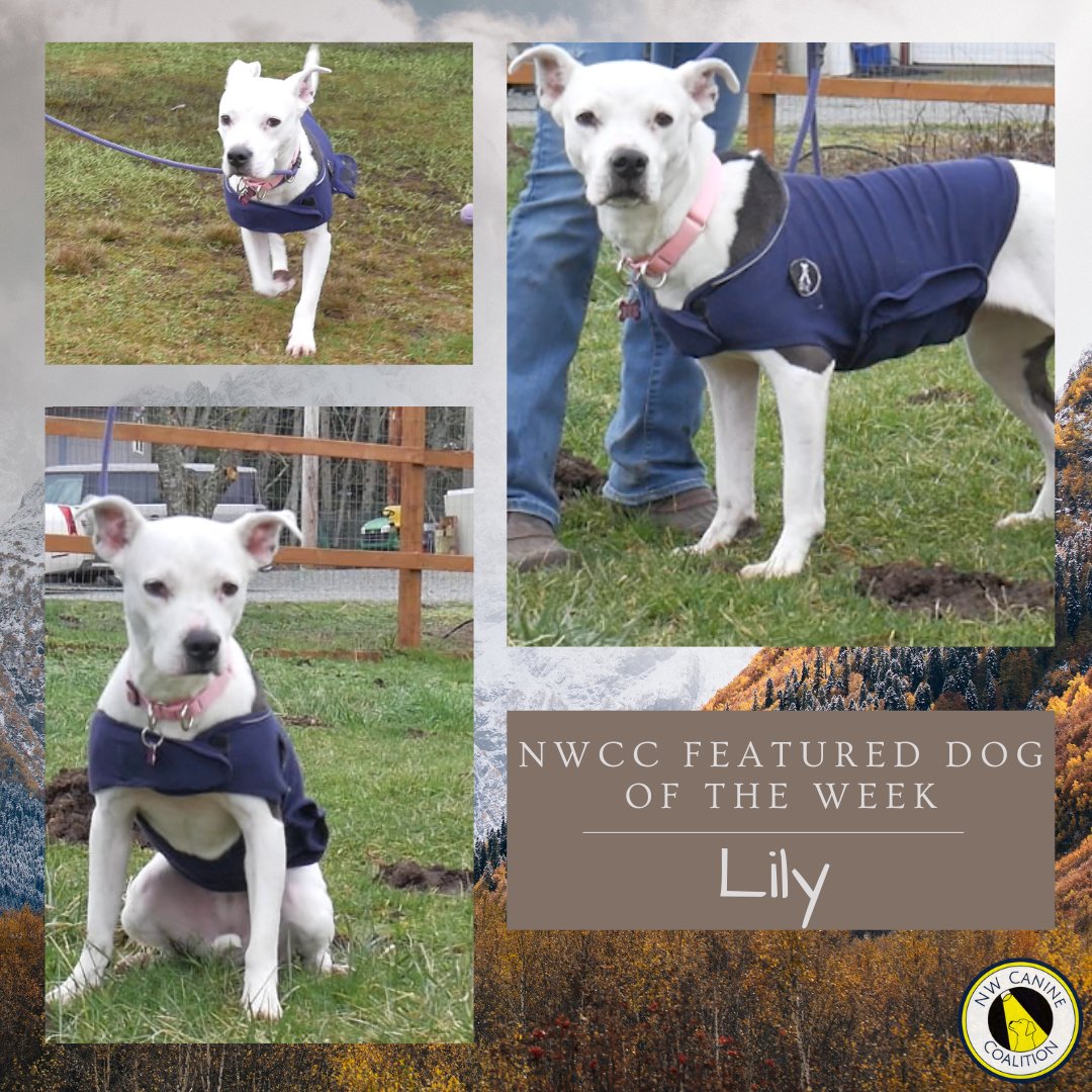 Lovable Lily Bug is a wise and cuddly American Staffordshire Terrier looking for a forever home to cuddle, play and explore life with!
For more about Lily, go to, NWCanineCoalition.org, and click on the logo for our partner rescue Lucky Paws Rescue for a sweet new friend.🐾