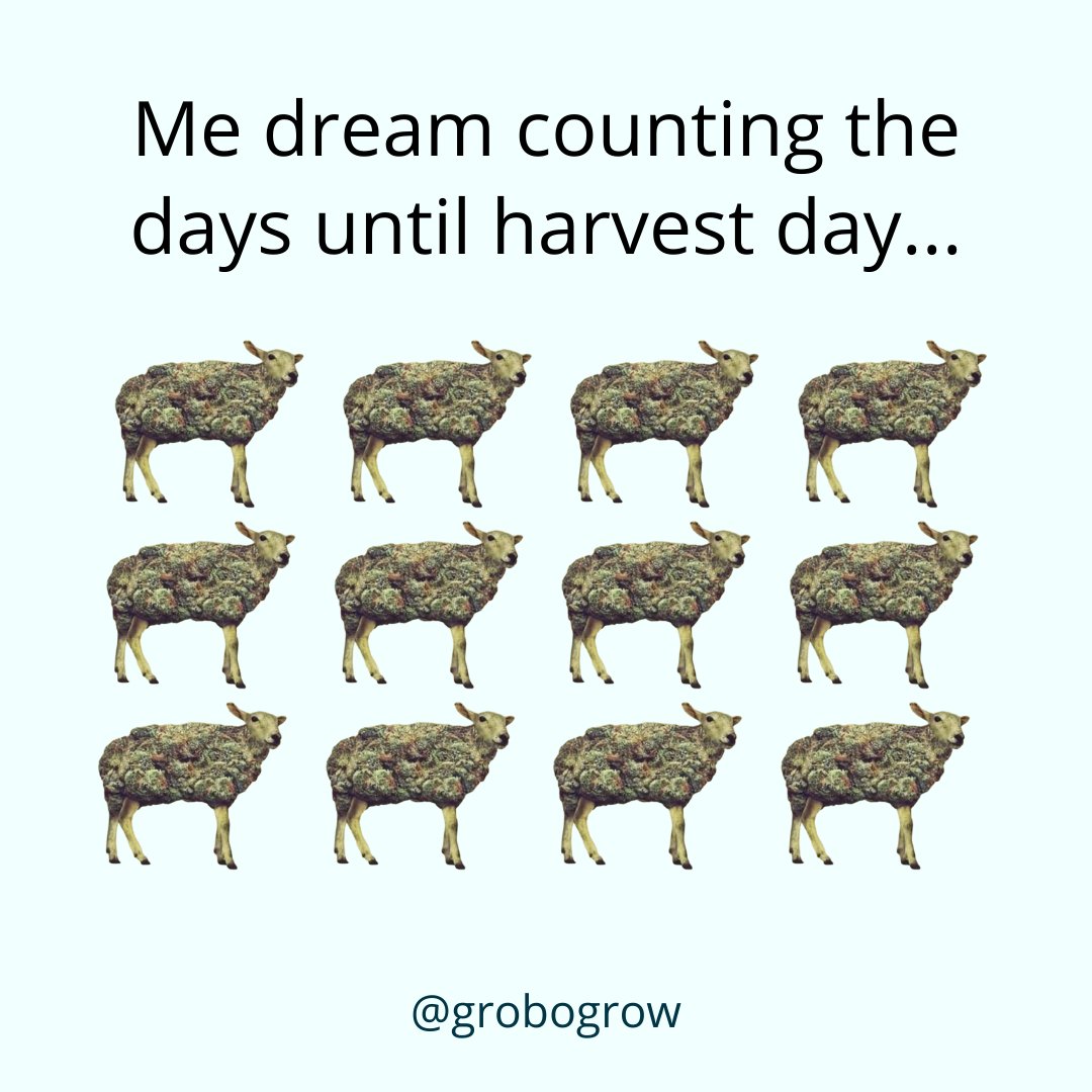 Have you had an awesome cannabis harvest? Let us know in the comments below! 👇

#grobogrow #grobo #cannabis #cannabiscommunity #cannabisculture #weedculture #cannabissociety #weed #smokeweedeveryday #bud #CBDproducts #cannabispassion #weedpassion #cannabismovement #weedlife