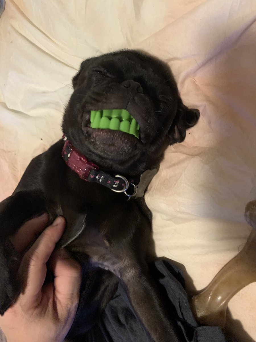 r2d2cupcake's tweet photo. My little vampire 🧛🏻‍♀️ https://t.co/kEmY4jVzbP