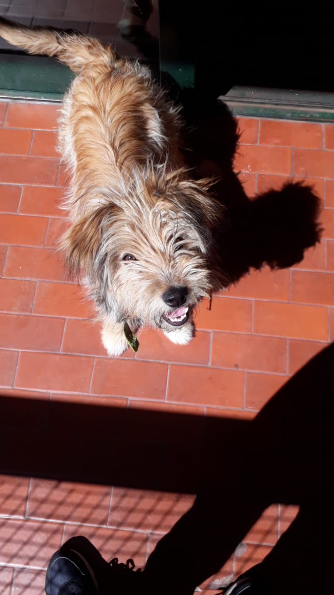 🐶 VISA EN ADOPCIÓN 🐶
🐾 8 meses
🐾 será tamaño chico
🐾 es muy compañera y alegre, ama los mimos
🐾 Se lleva bien con otros perris
Si Querés que sea de tu familia escribinos 🥰 3584497367
<a href="/VivireNuevaCba/">VivirenNuevaCórdoba®</a> <a href="/yo_nva/">YoVendoNvaCba</a> @en_guemes <a href="/adopcionescba/">Adopciones Córdoba</a>