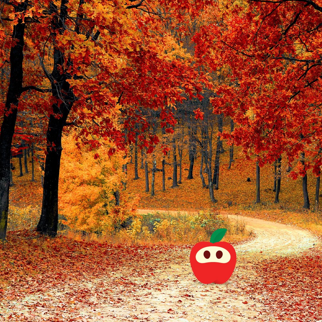 RockitAppleUSA's tweet photo. Rockit™ apple is conveniently sized for on-the-go snacking - perfect for your next fall stroll!🍂 #RockitEveryDay #GrabAndGoGoodness #Fall https://t.co/DYd10R1chK