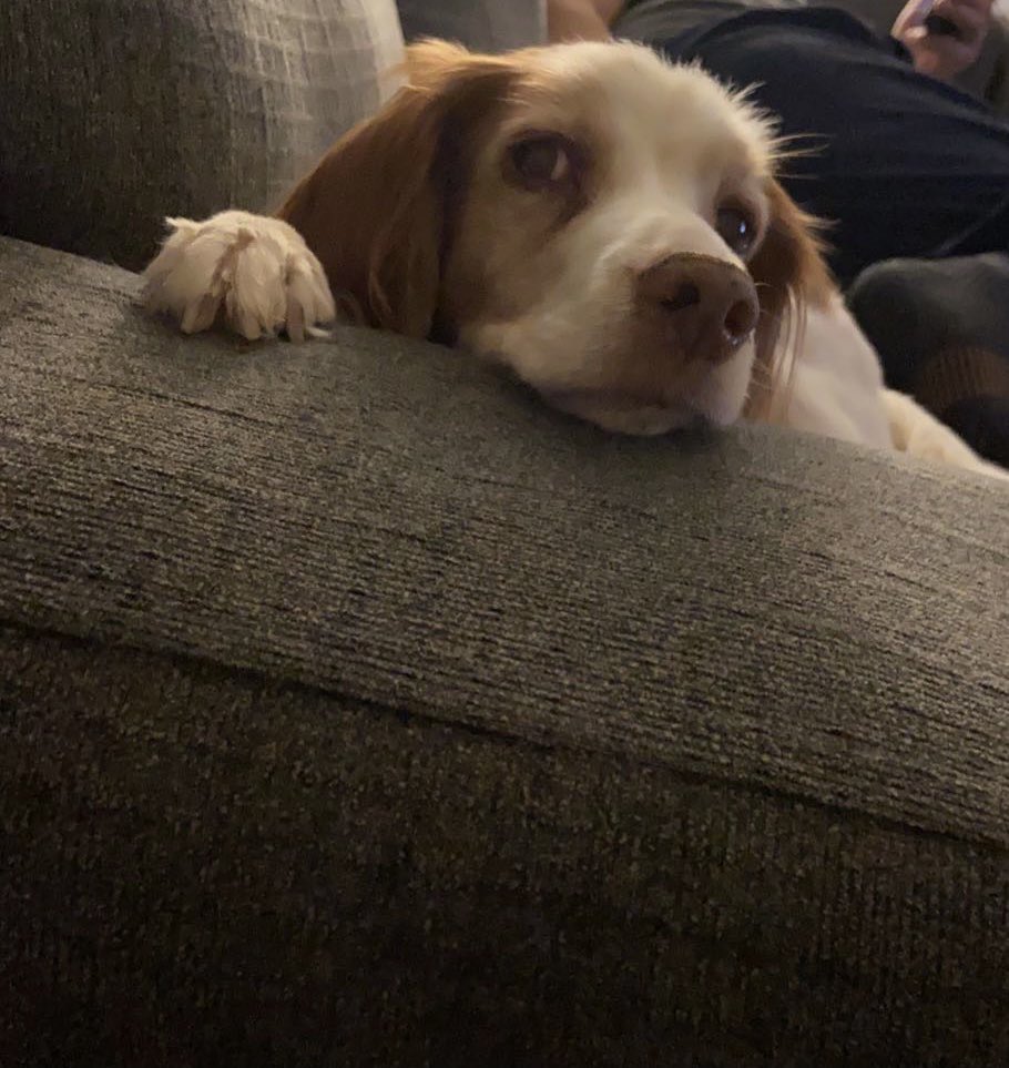 LittleFitz5 tweet picture