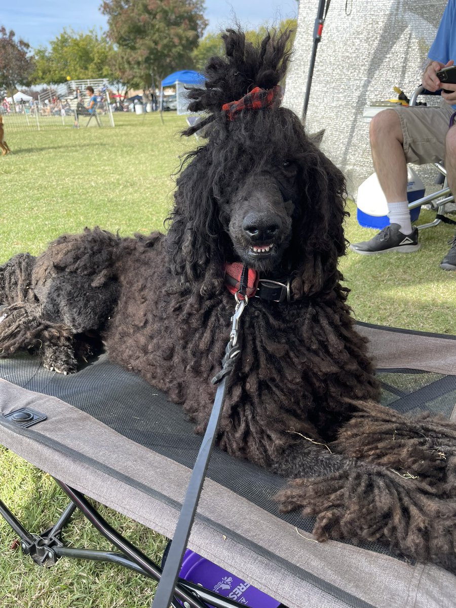 Cynthia20631238's tweet photo. Settle is a necessary skill for service dogs. Here Nick is practicing settling on a bed in at a distracting agility trial with barking and running dogs. #servicedog #servicedogtraining #standardpoodle #cordedpoodle #dogtraining #agility #agilitydog https://t.co/ccdeRVMiL7