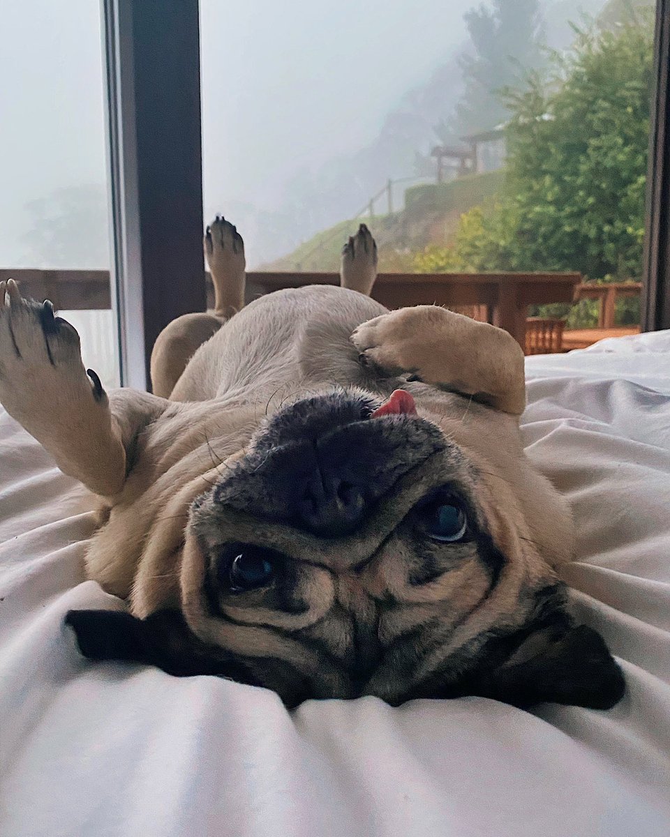 itsdougthepug's tweet photo. Consider this my Out Of Office response https://t.co/f6nq9bc3Eq