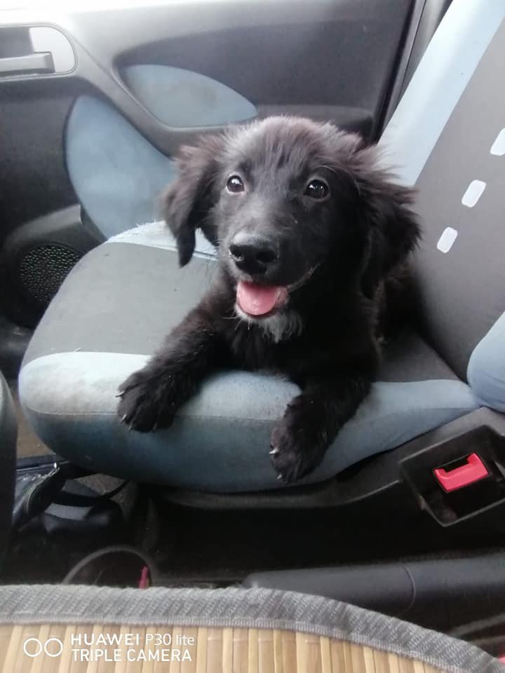 sangesnicola's tweet photo. Ehi...ma una mamma per me esiste oppure no?
Sono Fiammetta ho 2 mesi e mezzo, futura taglia media, sono microchippata, vaccinata e non voglio finire in canile, ho paura.
LO STALLO STA PER FINIRE.
Fiammetta si trova in Sicilia ma andrà al nord dopo il preaffido.
INFO. 3336895402 https://t.co/QbJYf1x7kj