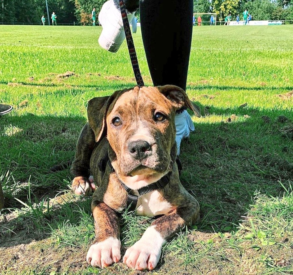 sportplatzhunde's tweet photo. #TVtotal ist zurück. Da gab's früher immer den #Pulleralarm. Hier gibt's eher #Puppyalarm mit #Amstaff-#Pitbull-#Mix Carlo (4 Mo.) vom VfR Eintracht #Völlen. https://t.co/PCBFdZLpYP