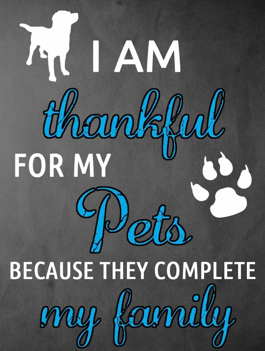 HealthySol4Pets's tweet photo. 🐶🥰🐱

Come back tomorrow for a very special Thankful Thursday Giveaway #VeteransDay Edition! 🇺🇸

https://t.co/JdFz60FEOB

#VetsandPets #dogs #cats #pets #serviceanimals #dogsoftwitter #catsoftwitter #veterans #vets #doggo #kitty #VetsDay #thankyouforyourservice #giveawayalert https://t.co/4PvpQA4e6P