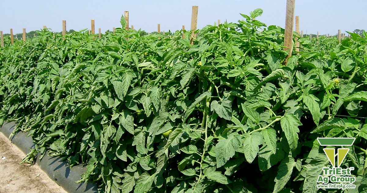 TriEst_Ag's tweet photo. Maximize your plant growth and yield potential by creating an environment where they can thrive. Contact us today! https://t.co/Ofh1KoWSa8 #HealthyFields #HealthyYields https://t.co/wQVg0Jip3H
