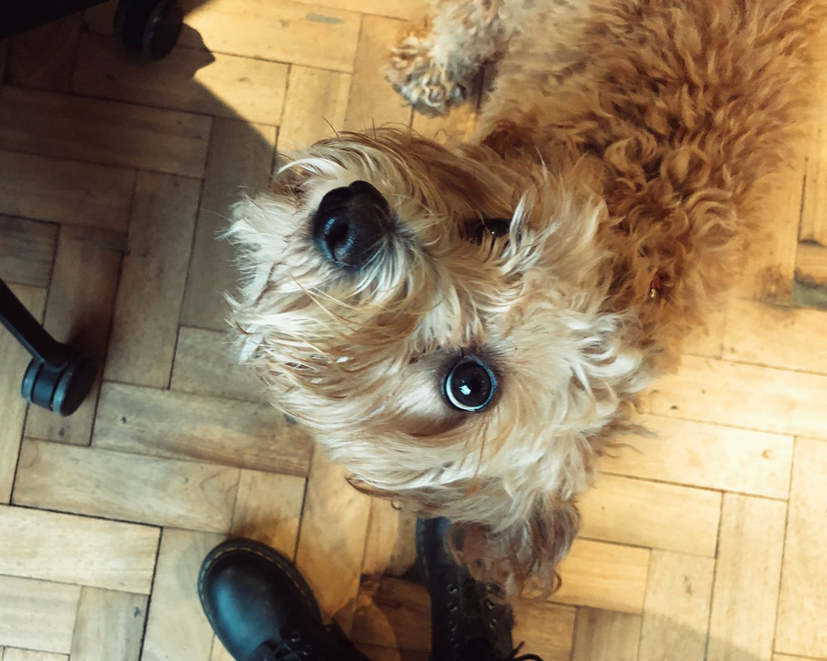 RoosterPR's tweet photo. #TeamRooster celebrating @julieaguilerakemp and evidently our office #CookieDog 🐶✨

A huge happy birthday to you from all of us here!🥳✨

#wearehiring If you’d like to be part of the team DM us or follow this link: https://t.co/BRUGvFx8DF https://t.co/rXF84pW4Dq