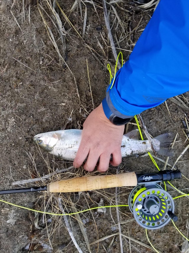 Wife: "Hold it up......What are you doing?" Me: "setting it up for one of those cool reddit pictures" wife: "Oh so you could get two wimpy upvotes?" Me: "You know it ;-)"
#fishingtrip #fishingislife #fishingdaily  #fishing🐟 #fishingflorida #fishingshirt #fishingusa