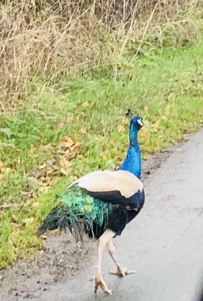 Earlier today with <a href="/HelenMurrayLGA/">Helen Murray</a> on our way to Leek, our journey came to a halt. Stopped en-route by a Peacock in the road! We gave it priority on the road (obvs)🦚😆 #adayinthelife #teamwestmids #roadtrip #leek #staffordshiremoorlands #isntitpretty