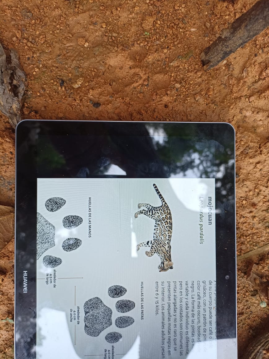 FONCET_AC's tweet photo. Dentro del proyecto implementado por @scolelte_mx y financiado por #ETCF se realizó un taller de capacitación en monitoreo biológico y reporte de disturbios ecológicos con brigadistas de la APRN La Frailescana. Gracias a @PronaturaSur y a @CONANP_mx por el apoyo. https://t.co/7nHK4WtDPH