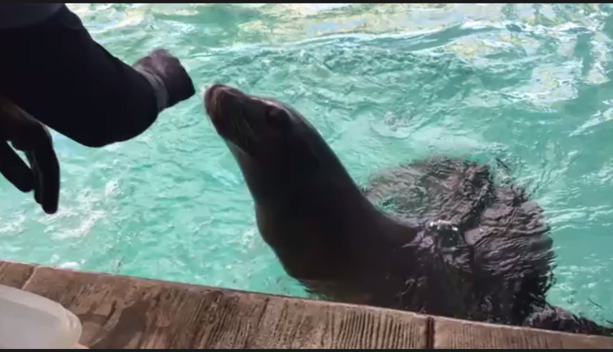 Colin_Hung's tweet image. Thank you @Kyruus for another memorable lunch break at #AccessATLAS Sea Lions!!!