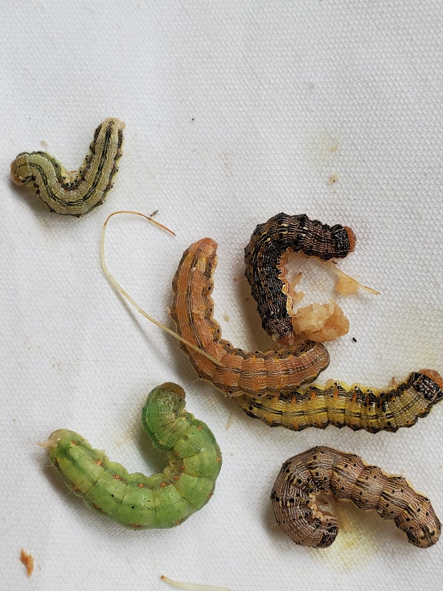 Amazing color diversity in corn earworm!🤩
These were observed last week in a sweet corn trial. 

#SweetCornInNovember
#DemBugs