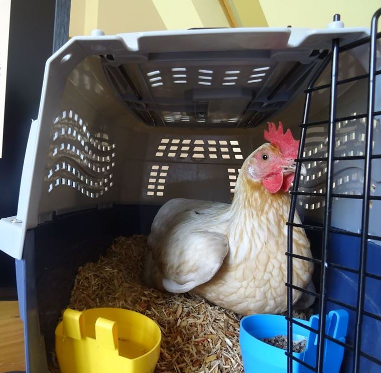 ChickensGreen's tweet photo. Mabel was dashing to breakfast too quickly this morning &amp; injured her leg, so she's on office duties. 👍 She's been lapping up all the attention! 🐓
#HappyHens #TheGoodLife #Chickens #Hens #FreeRange #ChickenKeeper #henkeeper #LifeOfAChicken #Smallholder #GreenAcreCottageChickens https://t.co/5vYlPiHVJC