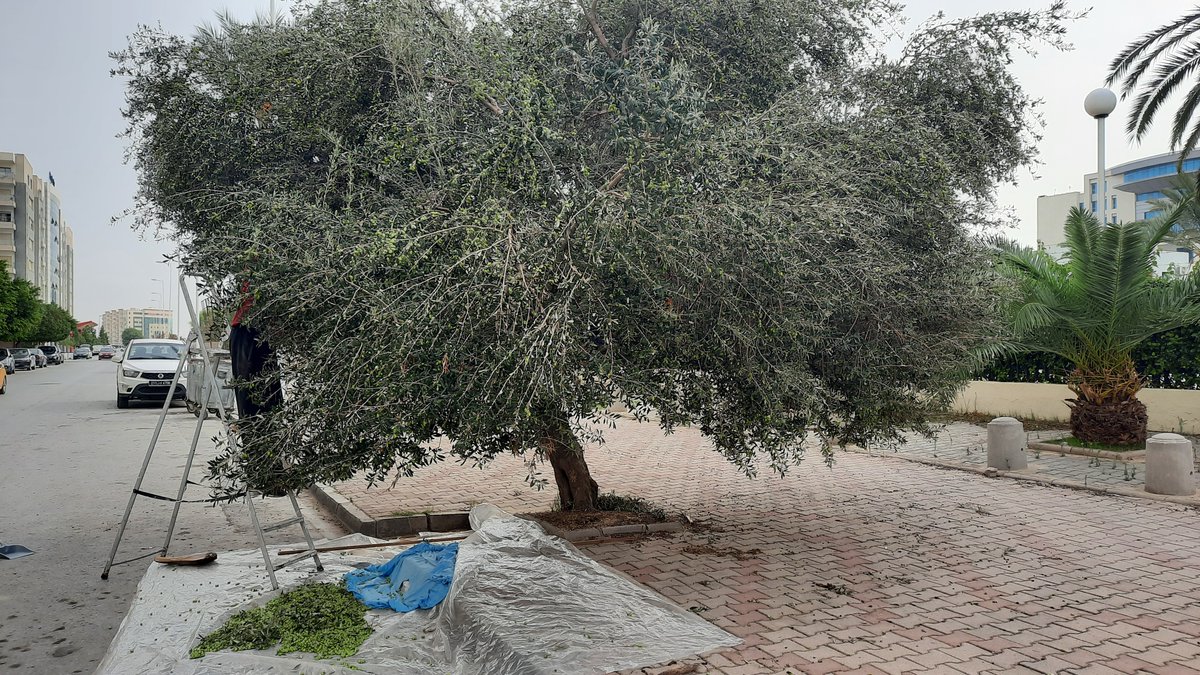 elmaa2's tweet photo. Tunis edible city, harvesting of olives, October 21
#EdibleCitySolutions #REACT #edicitnet https://t.co/HjXS20Scd6