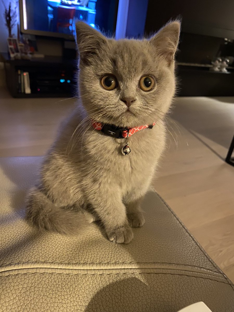 phebe53529413's tweet photo. Mijn kat geeft mij instant rust op stressvolle dagen. Zoveel liefde voor haar 🥰
#lovemycat #Odette https://t.co/TqwcTyLtyP