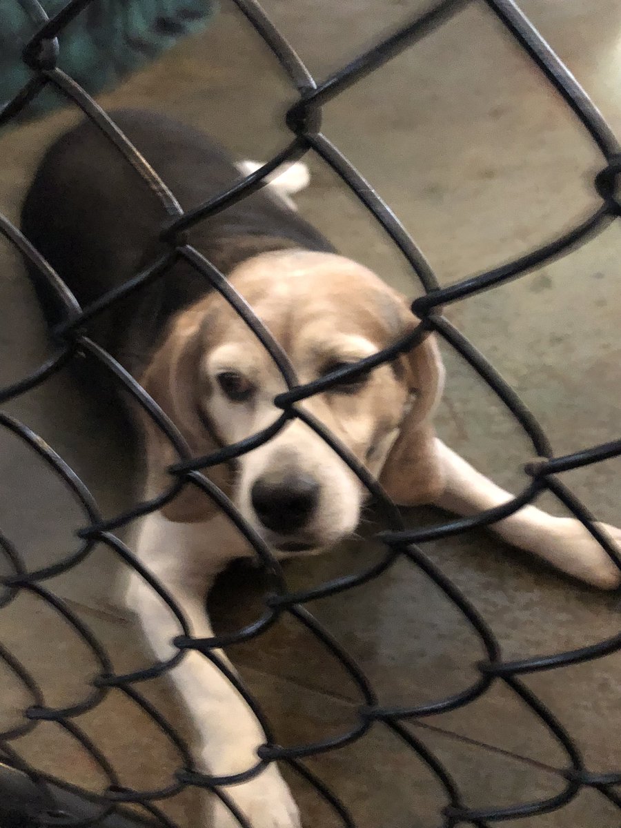 BSHSSeniorCounselor tweet media