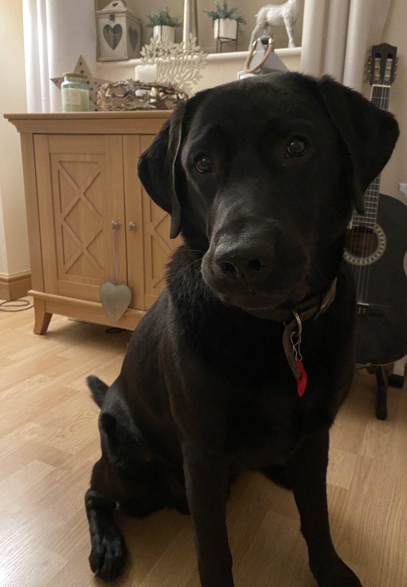 So this week I have had <a href="/GorgeousGus1/">@GorgeousGus</a> staying with me. It has been an absolute pleasure! He has been so well behaved and such good company. I will miss him when he goes home (as will the rest of the family!) 💙<a href="/HappyHead74/">⚓️ Dr Vic Carr ⚓️</a>