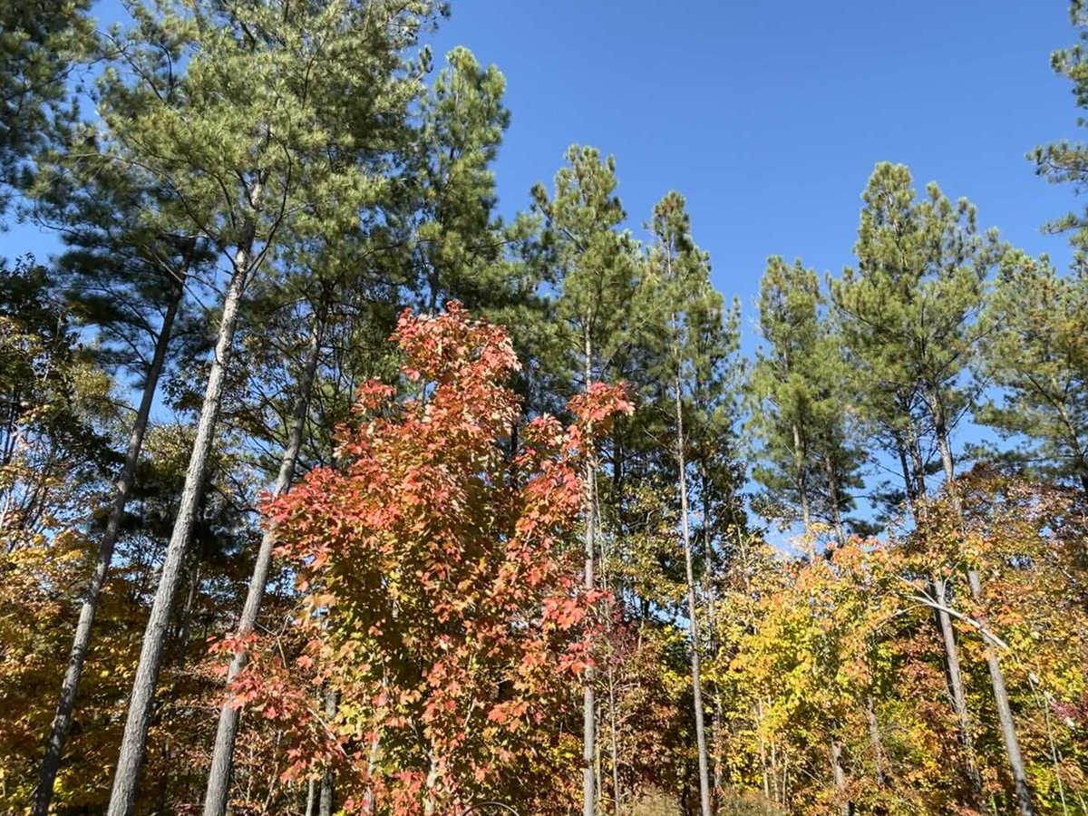 KathyZering's tweet photo. Leaves say it’s Fall; temp (77) feels like summer. Get out and enjoy it while it lasts. #workbreak #nature #grounding #lunchtimewalk #balancedlifestyle #energyrapportcoaching https://t.co/y1sE9nxQEZ